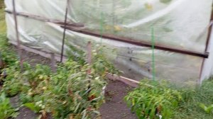 А у нас дожди 🌧️☔ мой огородик 🥒🍅🌼🙃