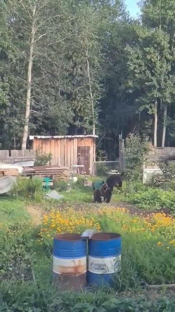 Медведи у нас на севере по огородам гуляют🫣