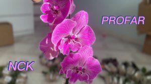 Садовники орхидей NCK и PROFAR