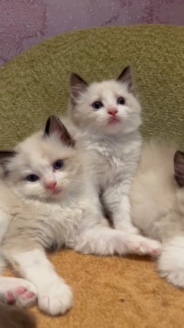 котята рэгдолл