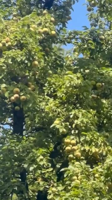 В Москве уже созрели яблоки, а скворцы вовсю запасаются витаминами перед долгим перелетом
