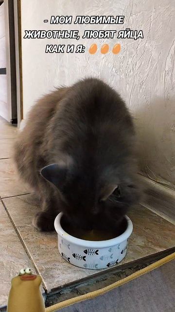 😻😻😻😻😻😻😻😻😻