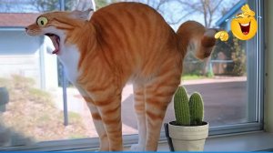 СМЕШНЫЕ КОТЫ | ЛУЧШИЕ ПРИКОЛЫ С КОТАМИ, СОБАКАМИ, КОШКИ, СОБАКИ, ЖИВОТНЫЕ, СМЕШНОЕ ВИДЕО