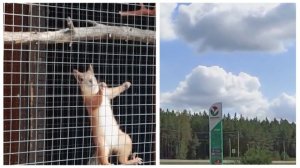 Вместо заправки -кафе и белочка! 😜