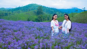 После 12 лет ожидания куринхи расцветает и делает горы прекрасными. 🌿💜| Рецепт кожукаттай