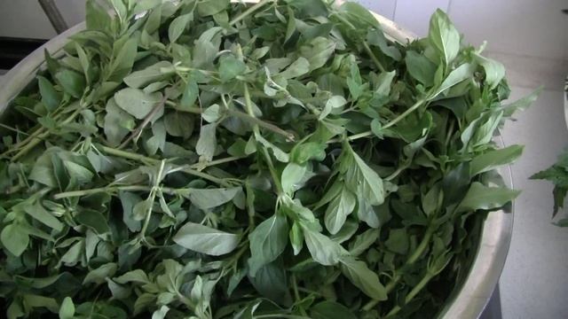 как я делаю гидролаты на основе лекарственных растений
