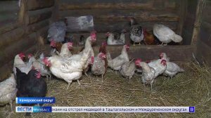 По осени считают: владельцам кур и уток с 1 сентября может грозить штраф