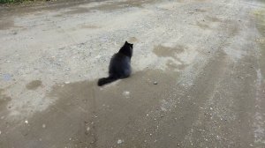 МИШКА 😻😻😻НА ДОРОГЕ 😡😡😡#КОТ#ЮМОР