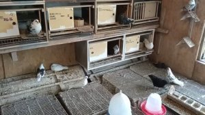 Хлопоты с голубями в выводной период. Голуби, прошлое