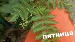 ПЯТНИЦА ПРОКАЗНИЦА . ВСЕМ ДОБРОГО 🙏💕НАЧАЛА ДНЯ,. УСПЕХА ВО ВСЕХ ДЕЛАХ.