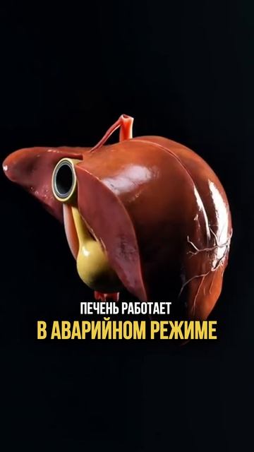 Проверь гормоны при высоком холестерине