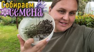 Обрезаем лаванду