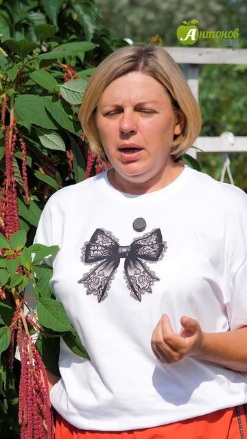 Когда сажать нарциссы в открытый грунт?