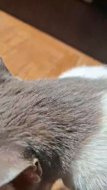 Бусик отдыхает 👀🐈😊🐱👋 #влоги #жизнь #коты