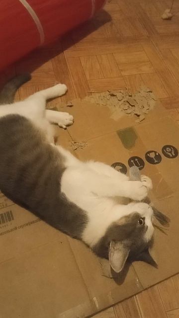 Бусик восстановление 🙏🐈🤗 #влоги #коты