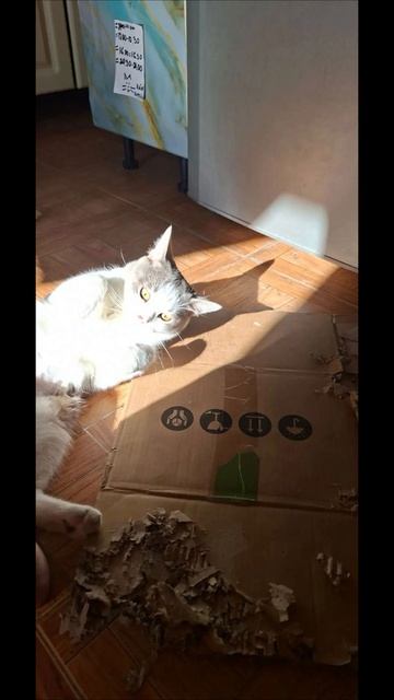 немного позитива вам 🤗 от Кити и Бусика 🐈👀🤣👋 #влоги #жизнь