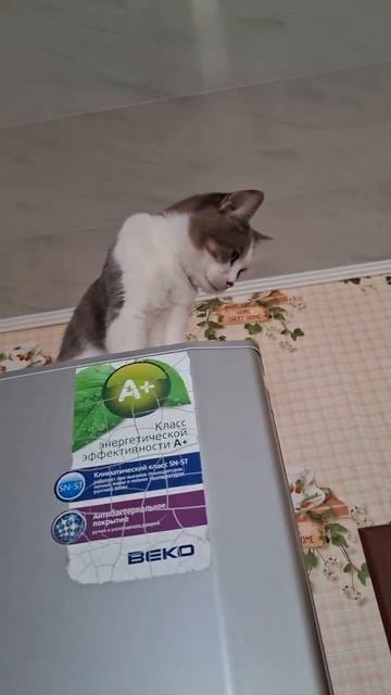 Кити смотрит 👀🤣🐈 #влог #коты