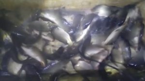 Зарыбление Верхнего пруда карпом 2000 кг. Клёвое место Лосиный остров.