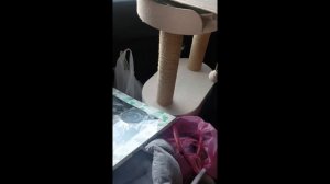 Приобрели Мейн Куна