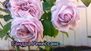 РОЗА САНДРА РЕНЕССАНС.