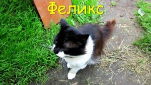 Я дома. Рассказы старого котика