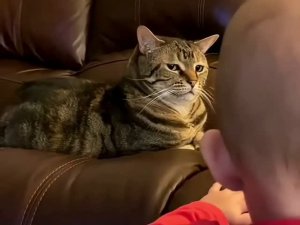 Почему кошки иногда не любят детей? 🐈😽🙀💔👼😂🤣