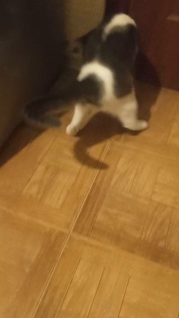 Бусик играет 🤗🐈 #влоги #коты