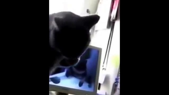 КОТЫ НЕМЕЦКИЕ