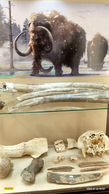 Кости мамонта краеведческий музей Кичменгского Городка