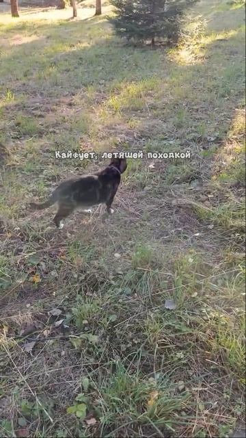 Кайфует, летящей походкой🪐🐆🌌