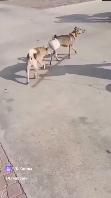 Антистерил