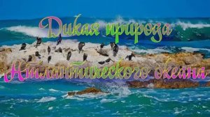 Дикая природа Атлантического океана