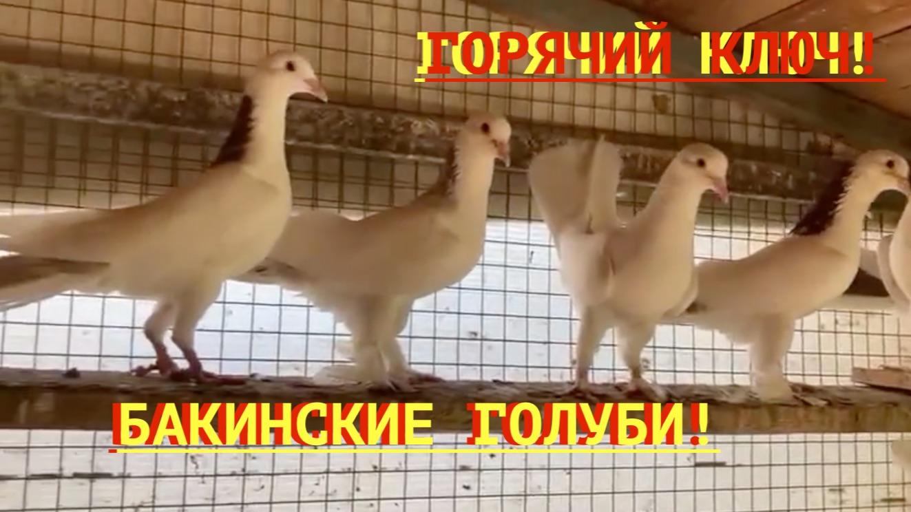 Коллекция широкохвостых голубей в Горячем Ключе!