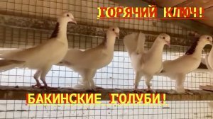 Коллекция широкохвостых голубей в Горячем Ключе!