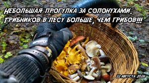 Небольшая прогулка за солонухами. Грибников в лесу больше, чем грибов!!! 22 августа 2026