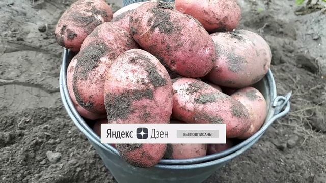 2577. Копаем ранний картофель 24.08.2022г.ВПЛ.