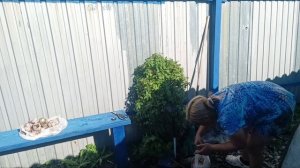 УХОЖУ НА УДАЛЁНКУ 😨ОБРАБАТЫВАЮ ЛУК С ЧЕСНОКОМ 🤪ОПЯТЬ КАБАЧКИ 🙃