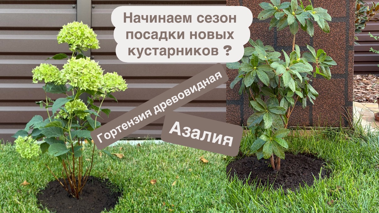 Сезон осенних посадок кустарников открыт- древовидная гортензия Маршмеллоу  и Азалия Golden Lights