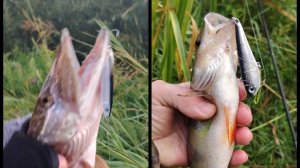 Проводка раттлина и пилькера на хищника.