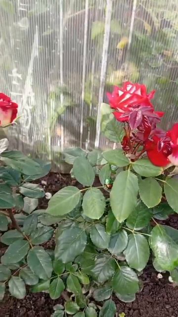 Осенние цветы 🥀.
