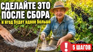 Сделайте ЭТО со СМОРОДИНОЙ после сбора - или на будущий год останетесь без ягод. #смородина