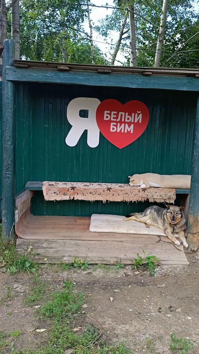 Пусть в нашей прекрасной стране не будет приютов для детей, стариков и животных