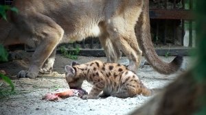 Самый смелый котенок пумы Эри вышел попробовать на ужин мясо.