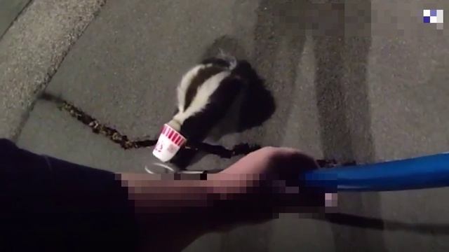 Ночная операция полицейский спас скунса