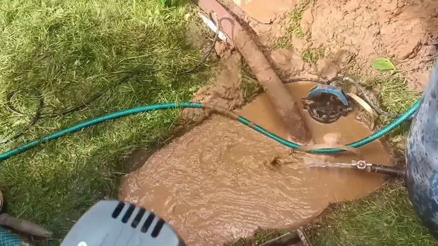 Абиссинка в поварово