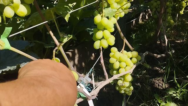 самый крупноплодные сорта на моём участке