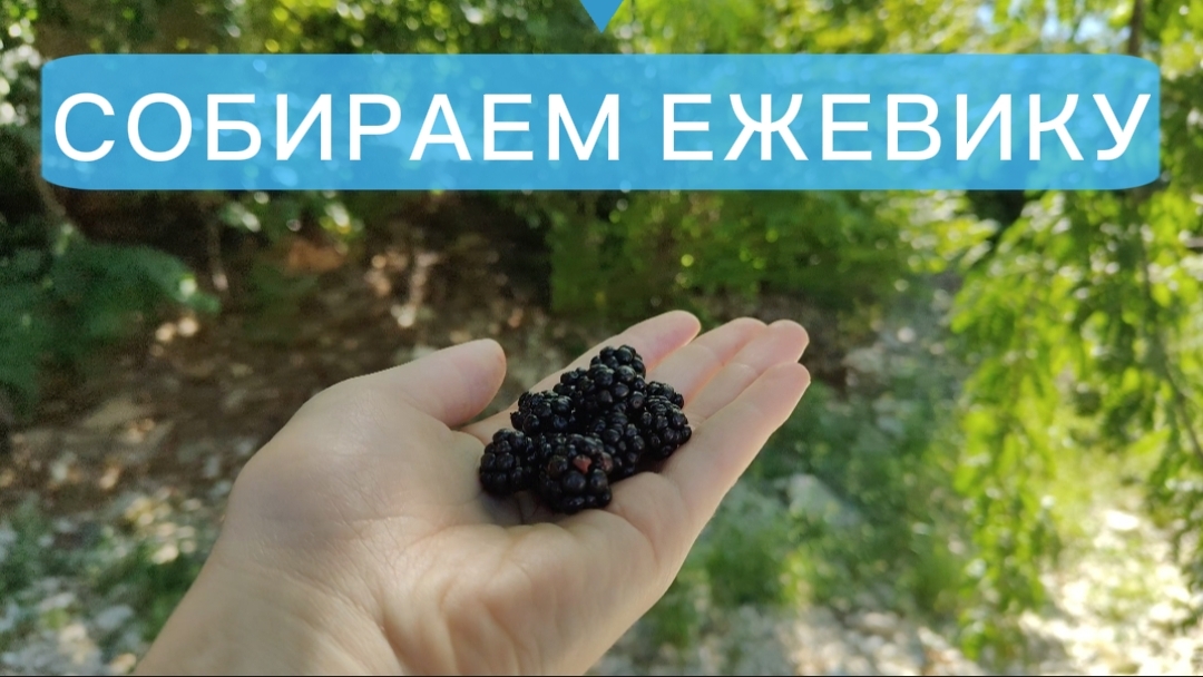 Собираем ежевику вместе 🤲