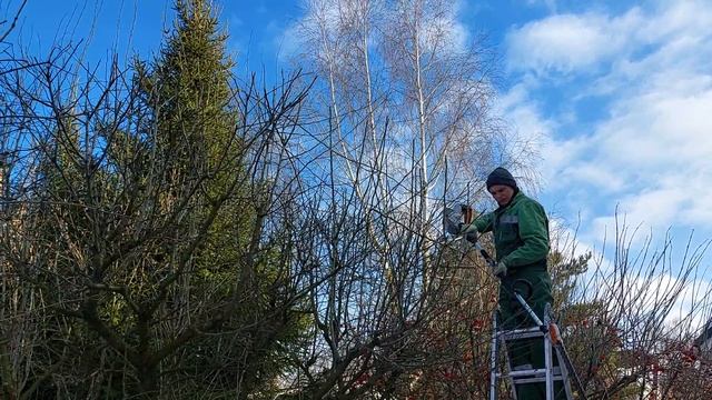 Обрезка садовых кустарников на участках Москвы и МО