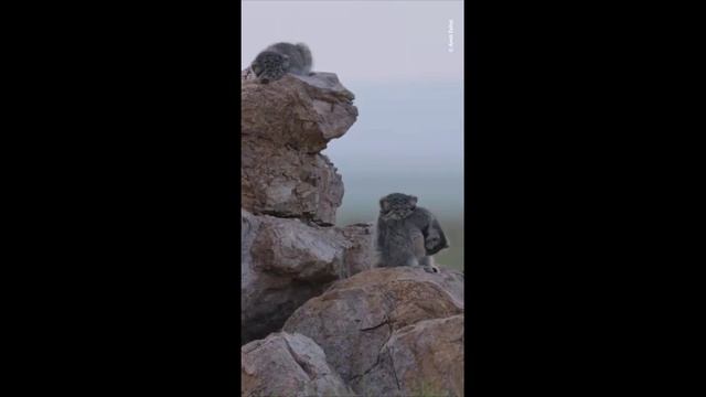 Большое семейство манулов