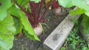 Финальная подкормка свёклы для сладости. Улучшаем вкус и лёжкость.